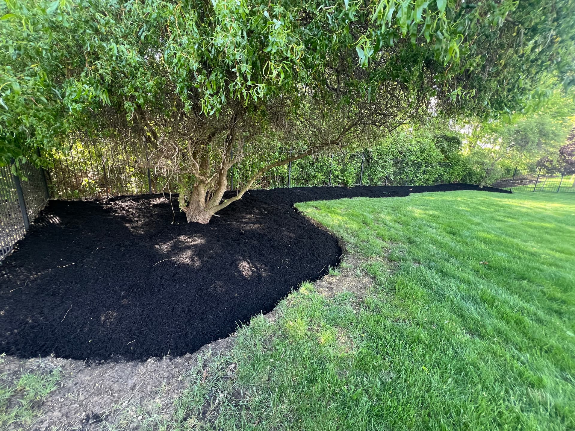 Gallery photos for Black Mulch Install Finished Strong in Fishers: Image #1