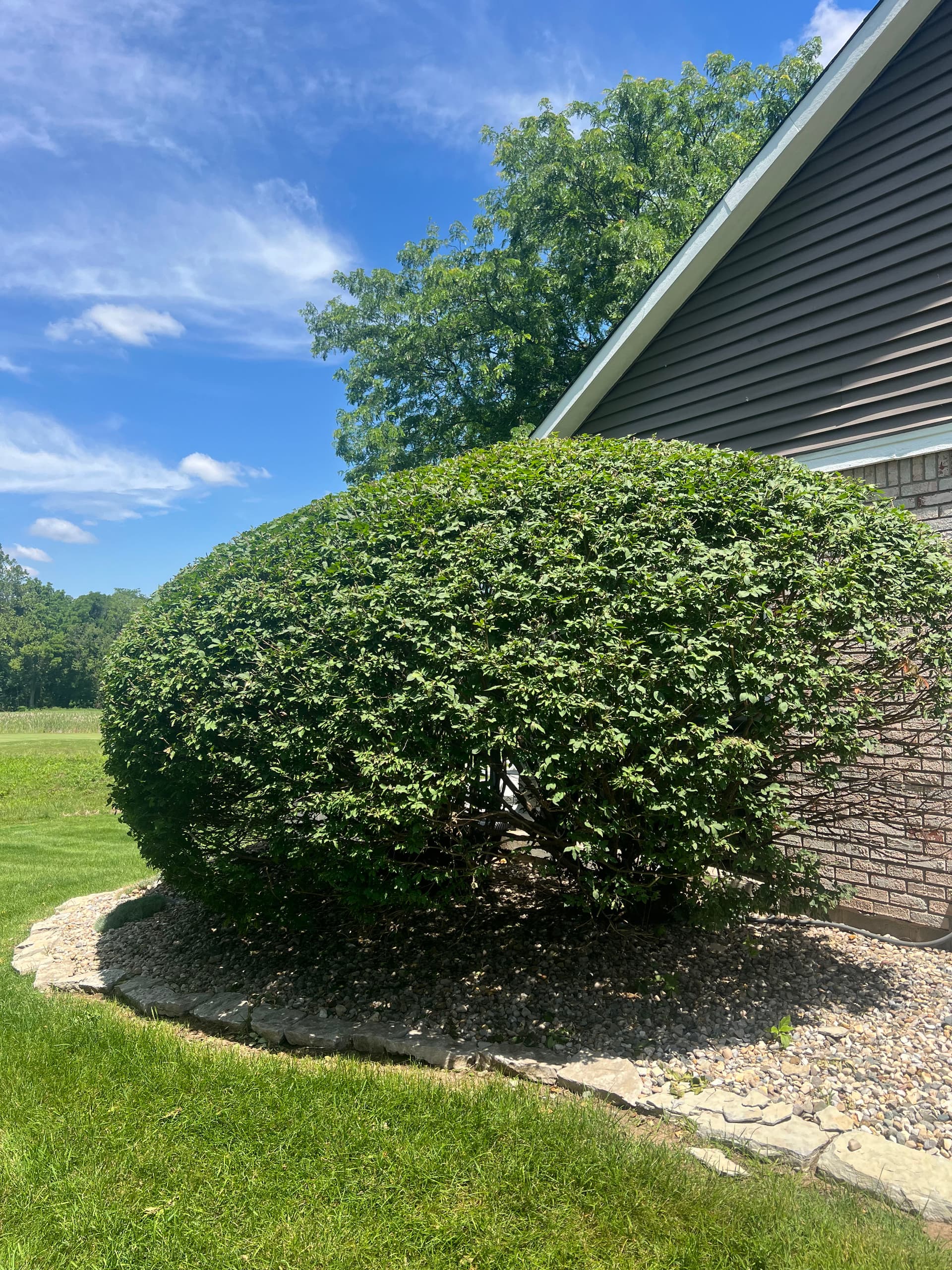 Shrub Trimming That Keeps Fishers Homes Looking Sharp image