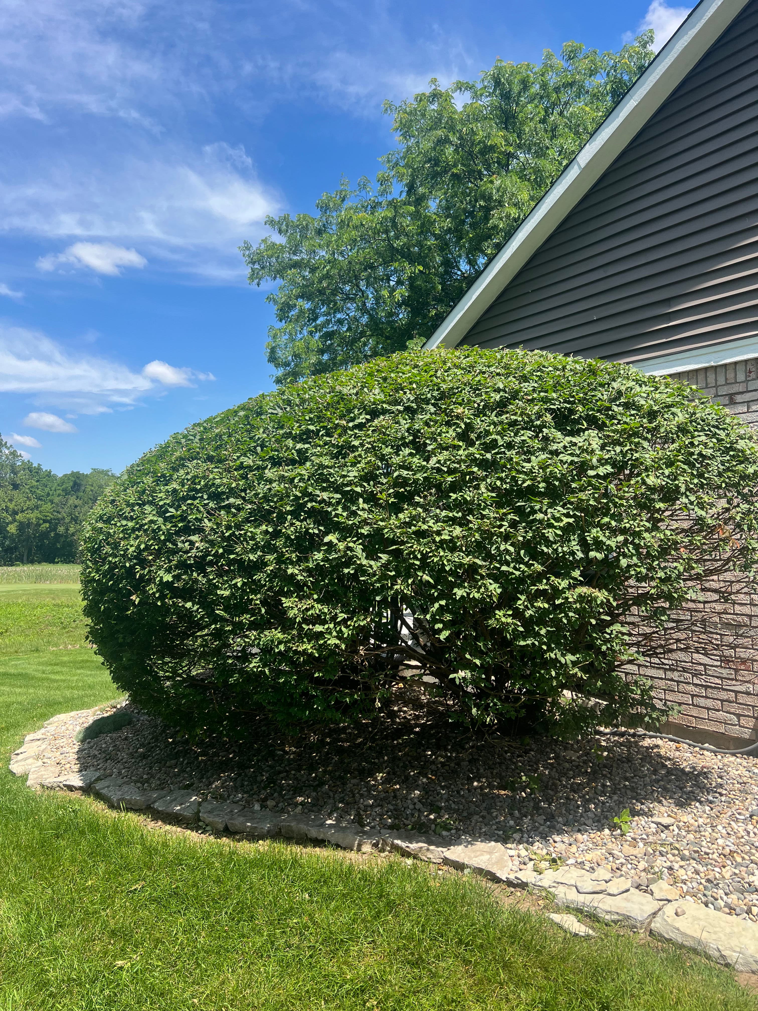 Project Shrub Trimming That Keeps Fishers Homes Looking Sharp image