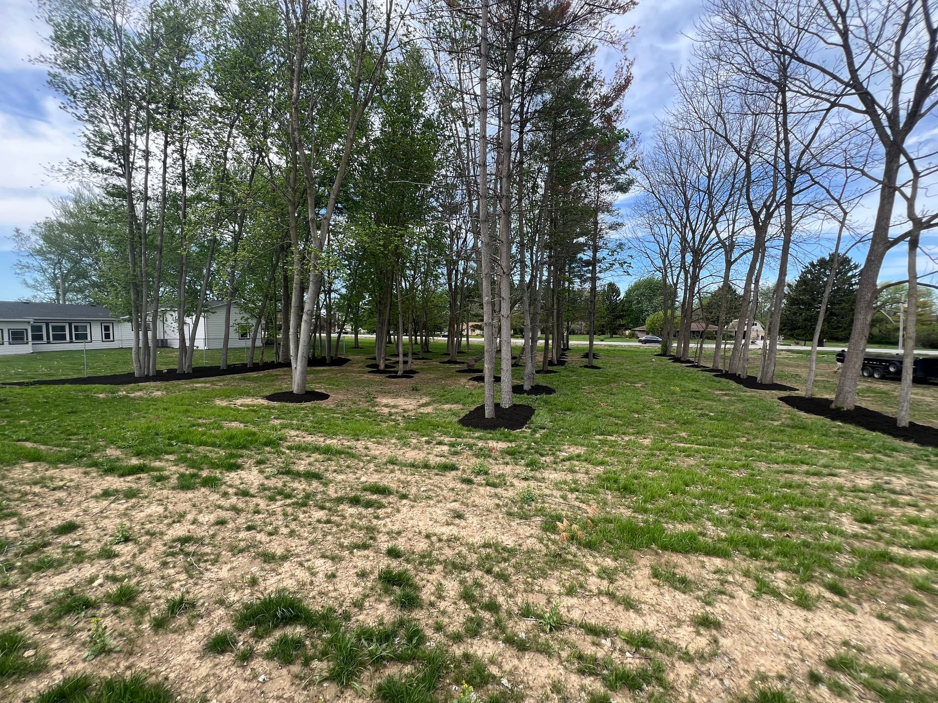 65+ Tree Mulch Rings Installed in Pendleton Indiana image