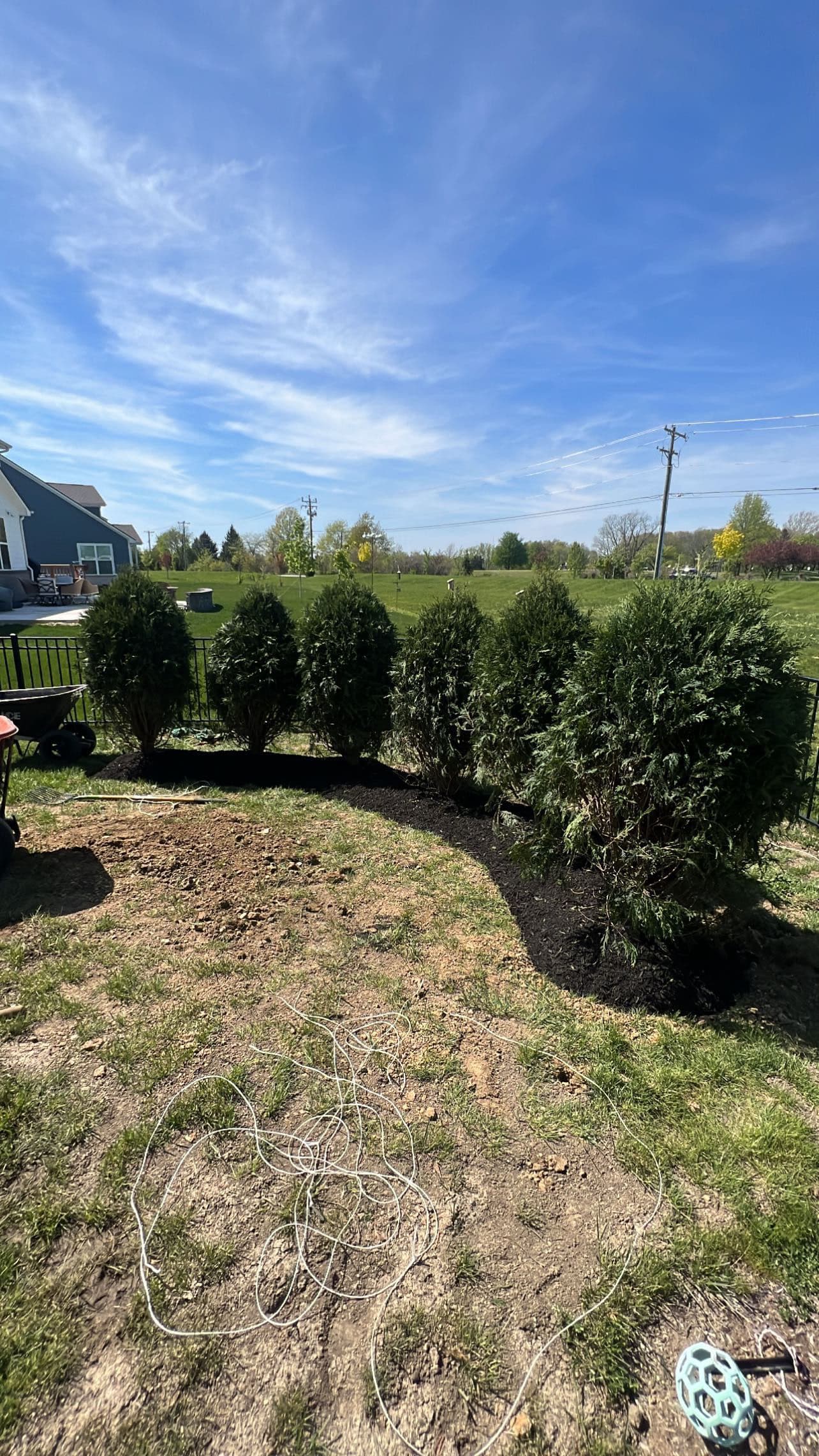 Lush Evergreen Planting for Enhanced Privacy