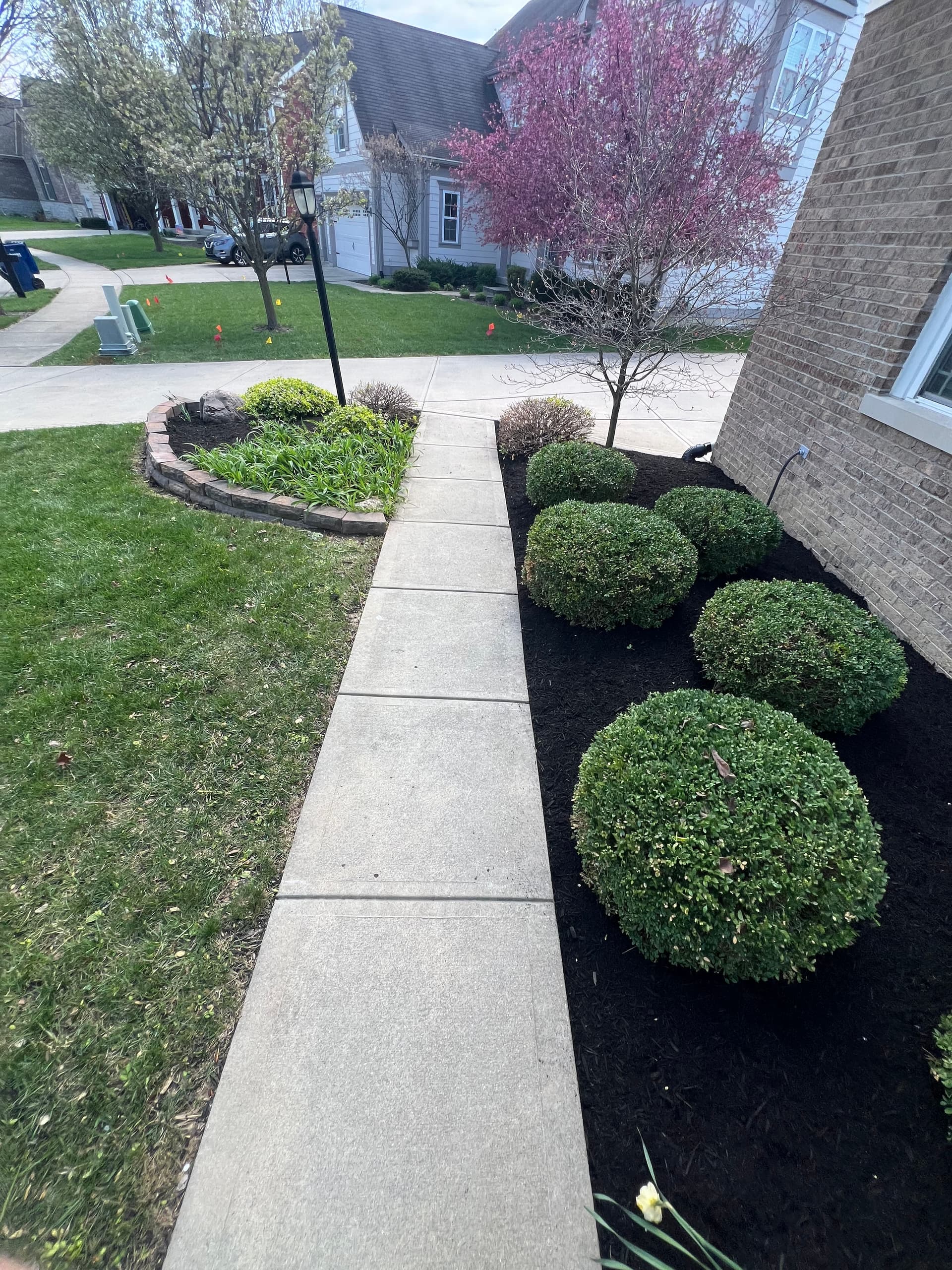 Fresh Mulch and Shrub Trim That Makes a Front Bed Pop image