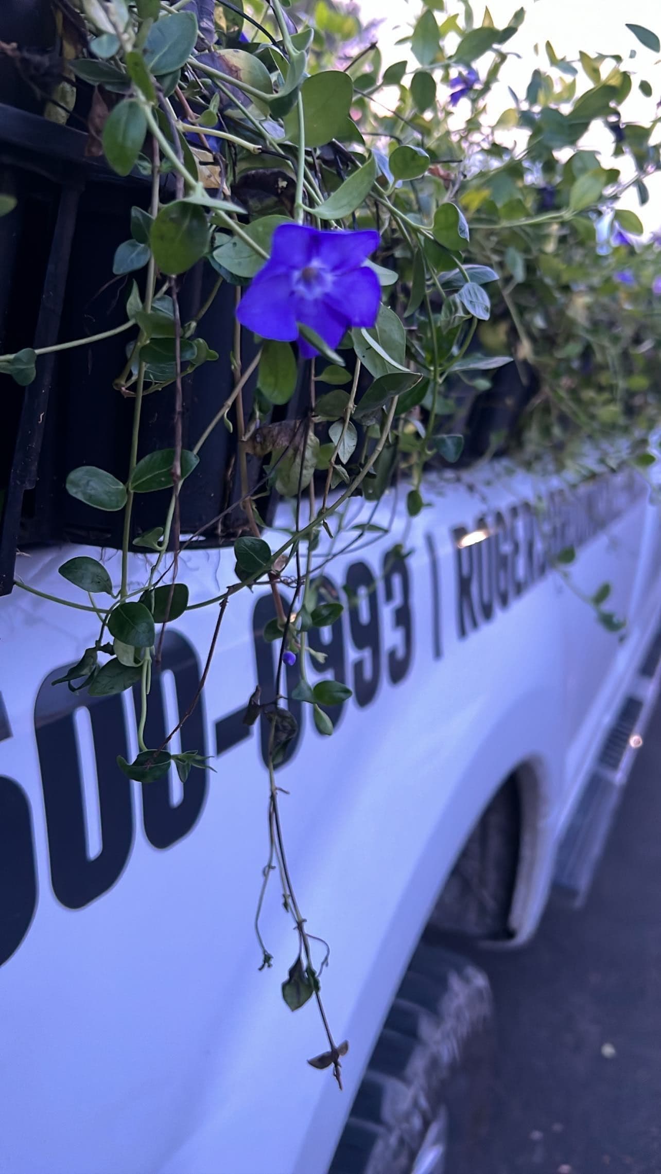 Flourishing Plant Installations in Hamilton County image